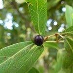 Image result for Rhoicissus revoilii