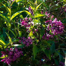 Image result for Cestrum × cultum