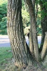 Image result for Robinia