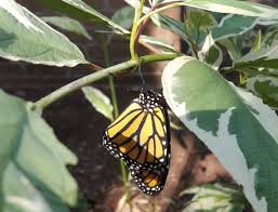 There's still plenty of season left for. How To Find And Raise Monarch Caterpillars Farm And Dairy