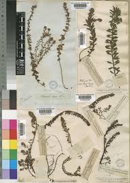 Image result for Laurembergia repens