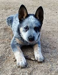Pin By Margo Jean On Australian Cattle Dogs Just Love M Sandy Is Mine Austrailian Cattle Dog Cattle Dog Puppy Blue Heeler Puppies