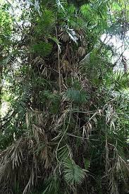 Image result for Calamus deerratus