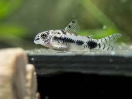 Fish guide for guppies, poecilia reticulata, fancy guppy information and pictures, with habitat, fish care, guppy breeding and setting up a guppy tank. Aquatic Arts 2 Large Freshwater Bamboo Shrimp Aquarium Filter Shrimp Live Singapore Flower Shrimp Safe With Tetra Guppy Betta Fish Tank
