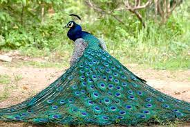Artistic bird colorful colors flower forest. Beautiful Peacock Home Facebook