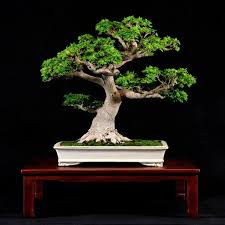 We did not find results for: A Shishigashira Japanese Maple By William N Valavanis Www Bonsaiempire Com Feel Free To Share Bonsai Japanese Bonsai Bonsai Pine Bonsai