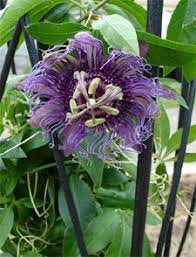 Preparing A Passion Flower Vine For Winter Passion Flower Flowering Vines Flowers
