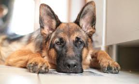 German shepherds are considered one of the smartest dogs among all popular breeds. How Much Does A German Shepherd Cost 2020