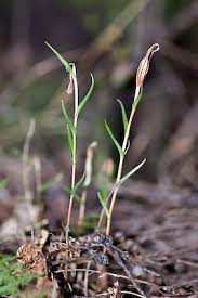 Image result for Kedrostis abdallai