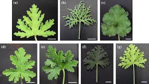 Image result for Pelargonium graveolens