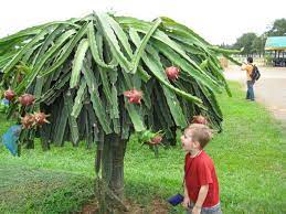 Choose a spot that's as dry and as sunny as can be. Photo Of Dragon Fruit Plant Dragon Fruit Farm Grow At Home