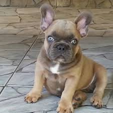 French Bulldog Black And Blue Eyes French Bulldog With Bright Blue Eyes I Wish I Could Just Bibbity Boppity Boo This Little Love Right Into Cute Puppies French Bulldog Puppies Bulldog Puppies