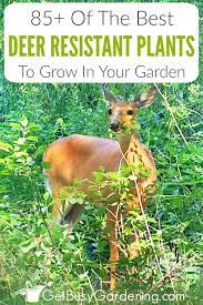 They are known to eat the following plants, but also might not. 85 Deer Resistant Plants For Your Garden Get Busy Gardening