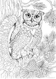 More than 14,000 coloring pages. Pin On Owls