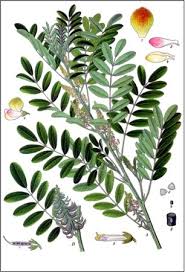 Image result for Indigofera astragalina