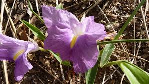 Image result for Siphonochilus aethiopicus