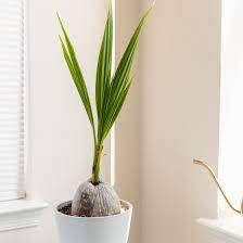 After maturing it takes a full year for the coconut to ripe. Coconut Palms Indoor Plant Care Growing Guide
