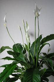 Image result for Spathiphyllum
