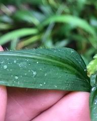 Image result for Setaria barbata