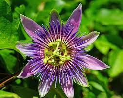 Epingle Sur Passiflores