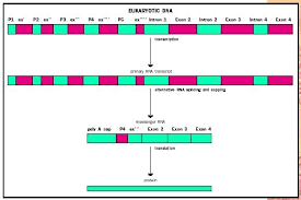 Gene Biology Encyclopedia Cells Body Examples Function Human Process System Different