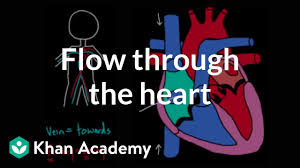 flow through the heart video khan academy