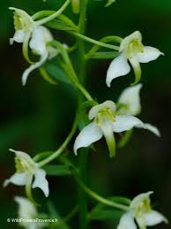 Image result for Salacia chlorantha