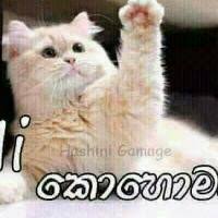 We did not find results for: Sing Dimanka Wellalage Awasan Pema Mage On Smule With Jdjdsurangifhdes Smule