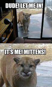 Lift your spirits with funny jokes, trending memes, entertaining gifs, inspiring stories, viral videos, and so much more. It S Cold Out Bring Your Pets Inside Imgur