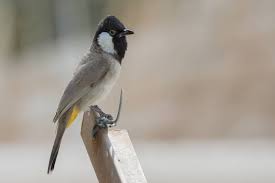 اسماء وانواع الطيور بالصور والمعلومات طبيعة