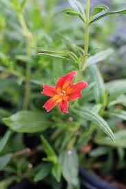 Image result for Mimulus