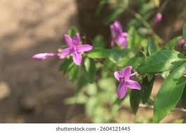 Image result for Eranthemum laxiflorum