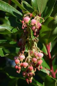 Val bourne gives her tips on growing strawberry trees, for winter presence and spring bounty. A Special Strawberry Tree Arbutus Marina The Biking Gardener