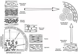 Situé dans le top 3 des clubs formateurs. Frontiers A Concert Between Biology And Biomechanics The Influence Of The Mechanical Environment On Bone Healing Physiology