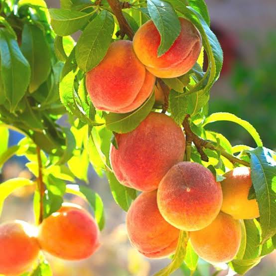 Mga resulta ng larawan para sa Peach Fruit tree"
