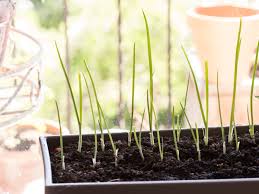 Once the tops start to brown you can harvest them. What You Need To Know About Growing Scallions Kitchn