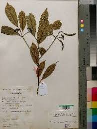 Image result for Rytigynia monantha