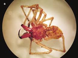 Image result for yellow sac spider bite skin