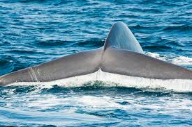 From our daily whale watching reports to photos and video, this is the spot for our favorite marine mammals. San Diego Whale Watching How And When To See Them