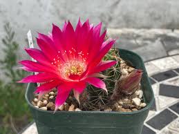 Image result for Ceropegia conrathii