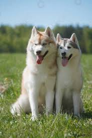 También puedes añadir la foto de tu husky siberiano(o cualquier otro animal) que tengas. Dos Perros Husky Estan Sentados En La Hierba En Foto De Stock Crushpixel