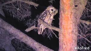 Reviewed by superteametor on juni 23, 2021 rating: Coruja Do Mato Tawny Owl Youtube