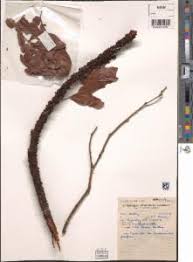 Image result for Pilostyles aethiopica