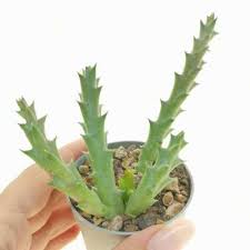 Image result for Orbea caudata