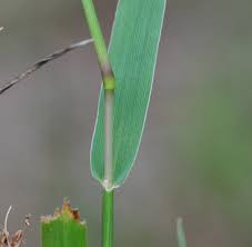Image result for Digitaria acuminatissima