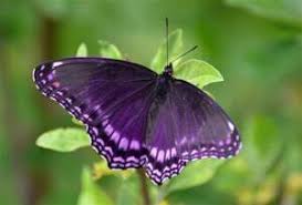 Penny Russell Obituary