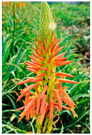 Image result for Aloe haroniensis