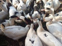 Maybe you would like to learn more about one of these? 3 Jenis Pakan Entok Menurut Umurnya Agar Cepat Besar