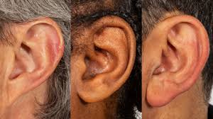 Ear Sort Evolution Genetics Science Activity Exploratorium Teacher Institute Project