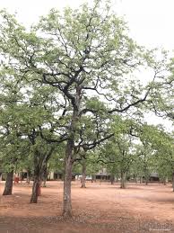 Image result for Colophospermum